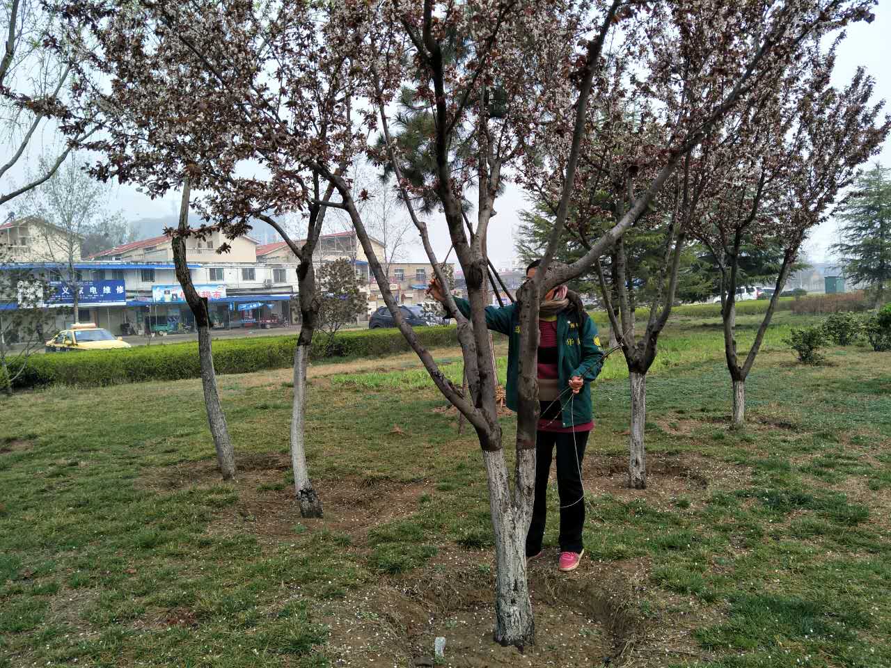 市园林绿化处工人给树木抹芽 - 开封市园林绿化处